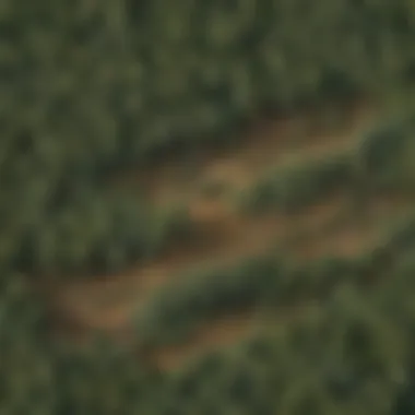 Nature's Symphony at Risk: Deforestation's Toll on Biodiversity Biodiversity Loss Visualization