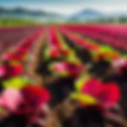 Vibrant beetroot fields under sunlight