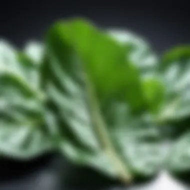 Spinach Leaves: Vitamin D Boosters