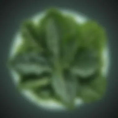 Green leafy vegetable containing lectins