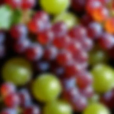 Close-up of grapes revealing their natural sugar content and hydration