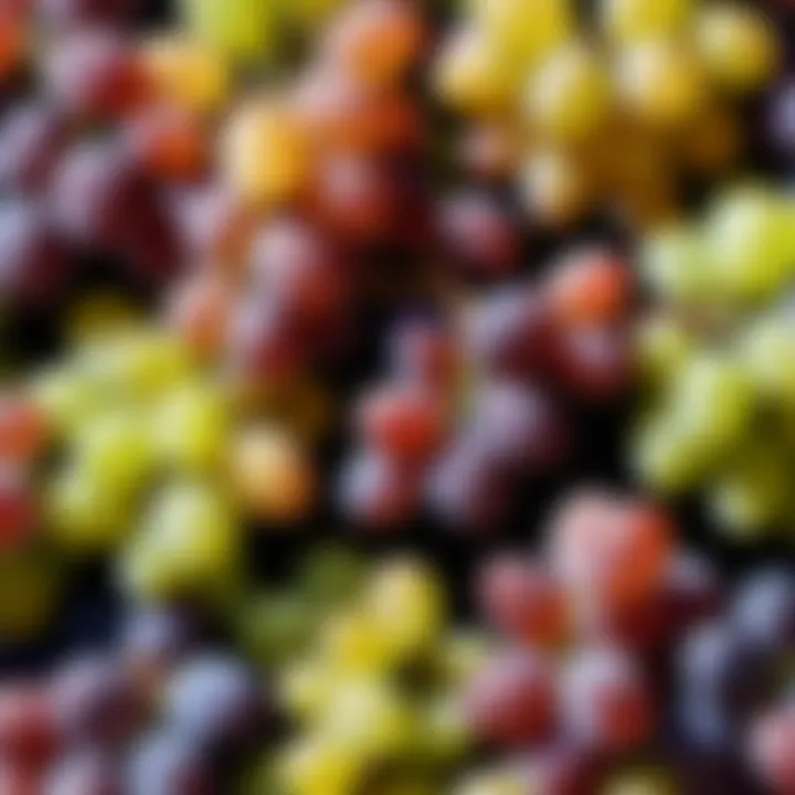 Selection of various grape types illustrating diversity in nutrition