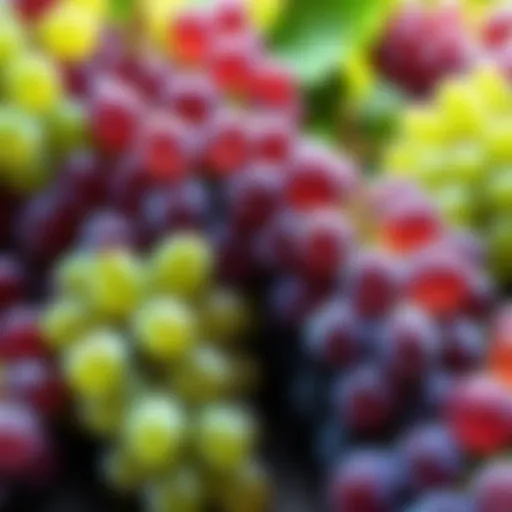 Vibrant cluster of grapes showcasing their rich color and texture