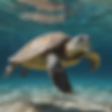 Graceful Swimming Technique of a Turtle Illustration of Turtle Swimming Technique